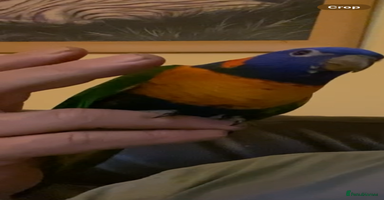 Lories birds - Advert 5