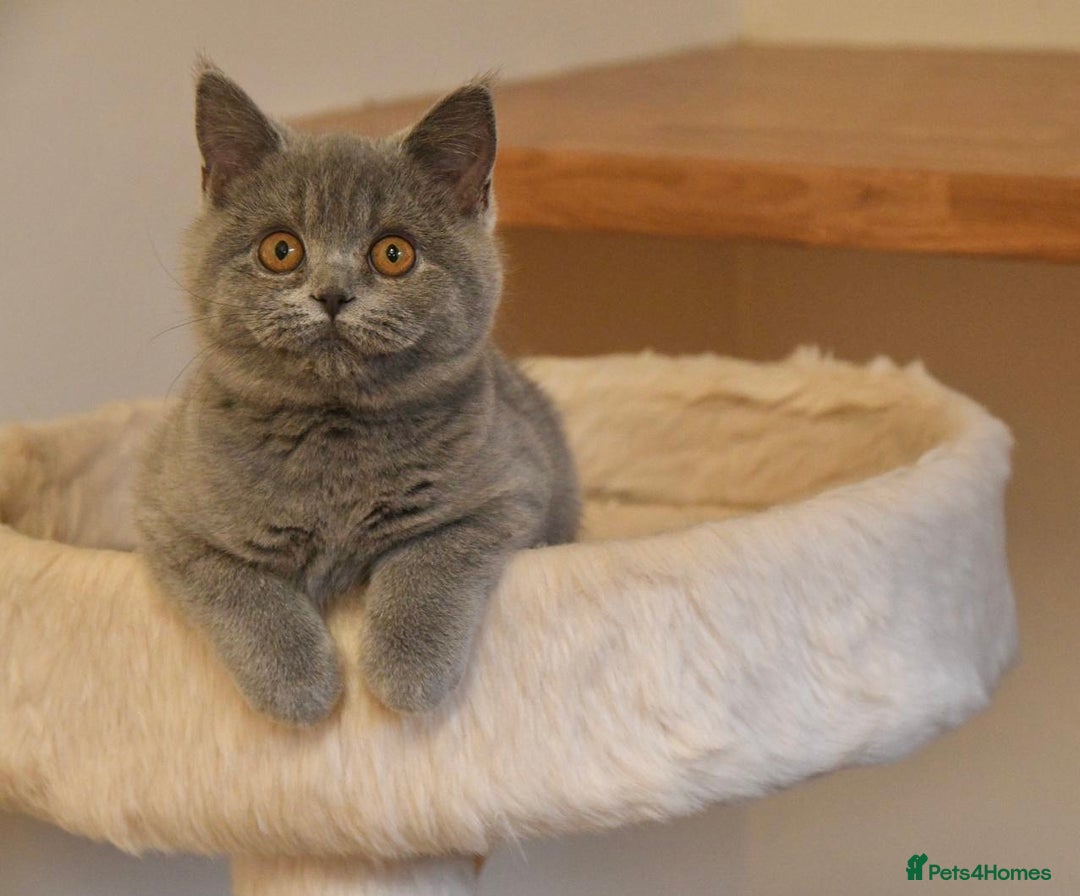 British Shorthair cats for sale: Beautiful GCCF kittens ready now  - Image 5