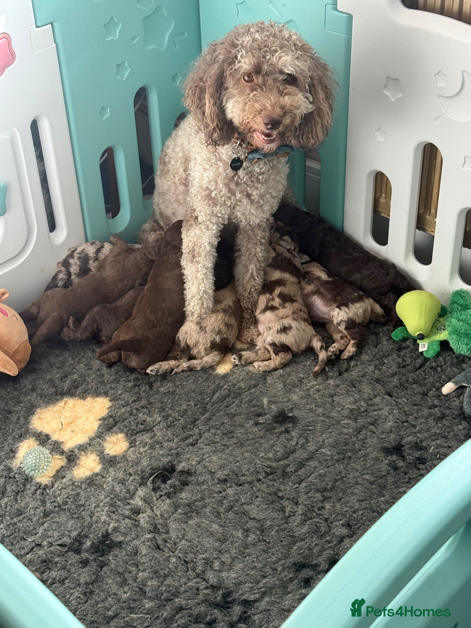 Labradoodle dogs Stunning Multigen pups ready soon - Advert 1
