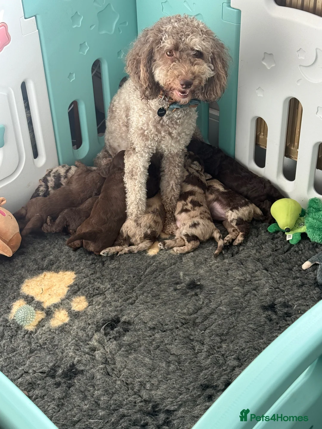 Labradoodle dogs for sale: Stunning Multigen pups ready soon - Advert 9