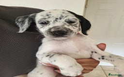 Mixed Breed dogs for sale:  Dalmaspoodles! Dalmation X springer/poodle pups - Image 6