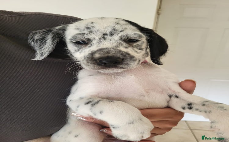 Mixed Breed dogs - Advert 2