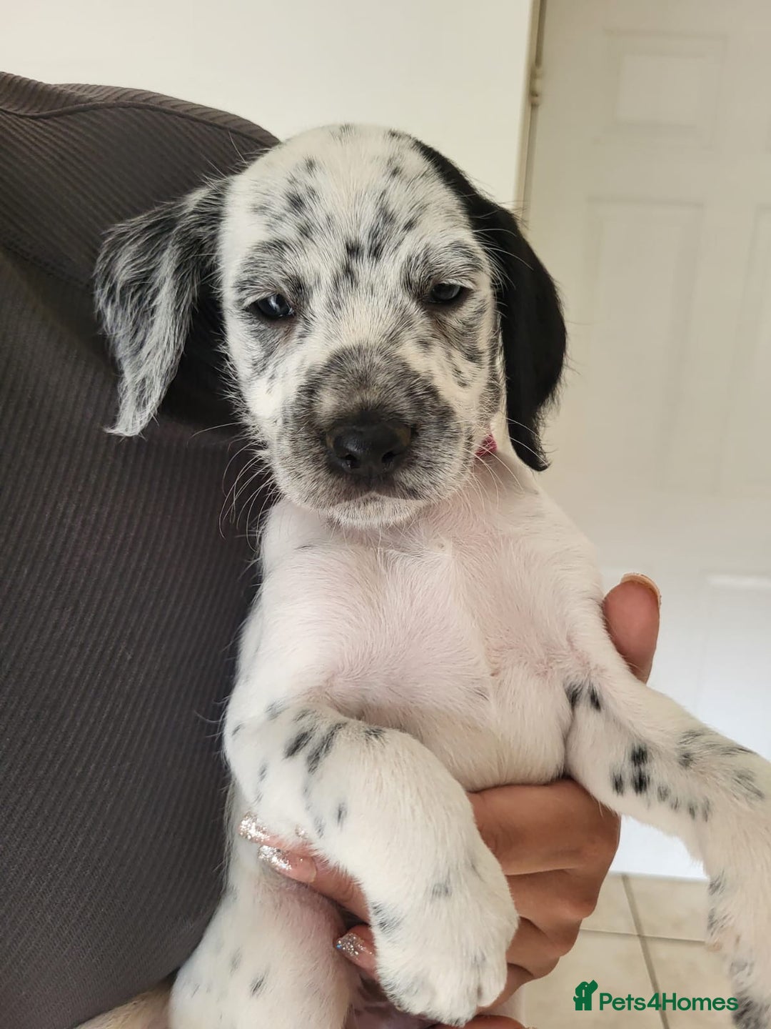 Mixed Breed dogs for sale:  Dalmaspoodles! Dalmation X springer/poodle pups - Image 6