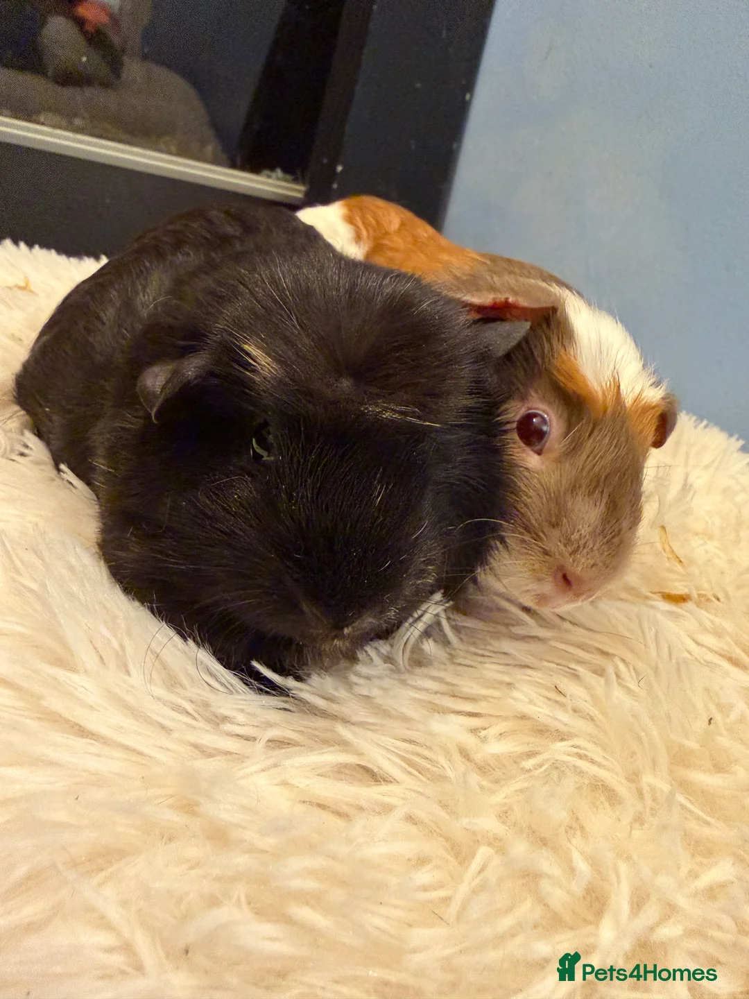 Guinea Pig rodents for sale: Female and male Guinea pigs  - Advert 7