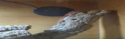 Bearded Dragon reptiles for sale: Bearded dragon in Whitstable - Advert 3