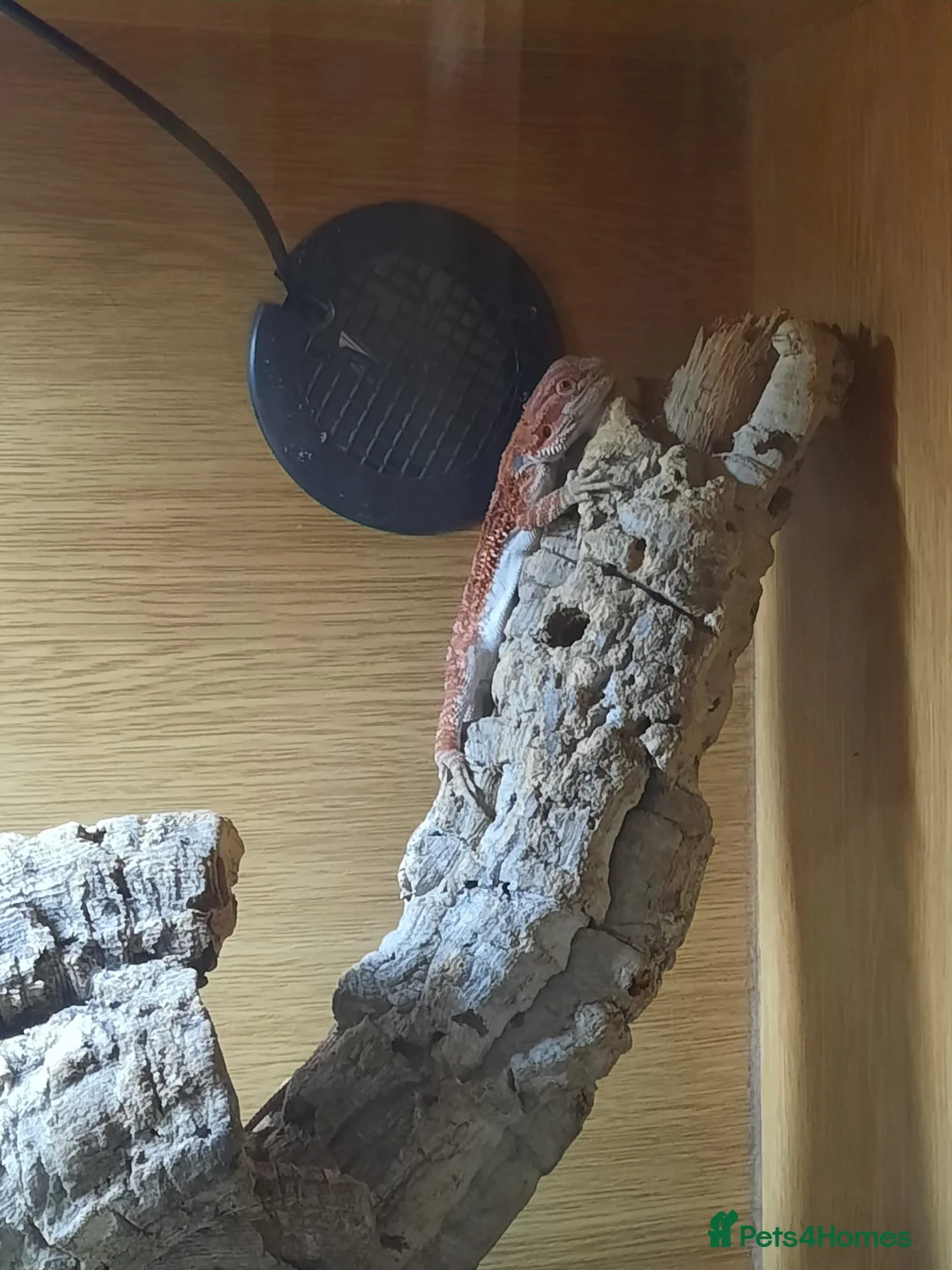 Bearded Dragon reptiles for sale: Bearded dragon in Whitstable - Advert 3