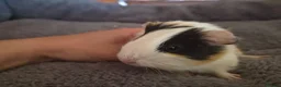 Guinea Pig rodents for sale: baby guinea pigs in Keith - Advert 6
