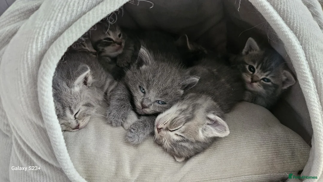 Mixed Breed cats for sale: Ragdoll cross British kittens  in Plymouth - Advert 2