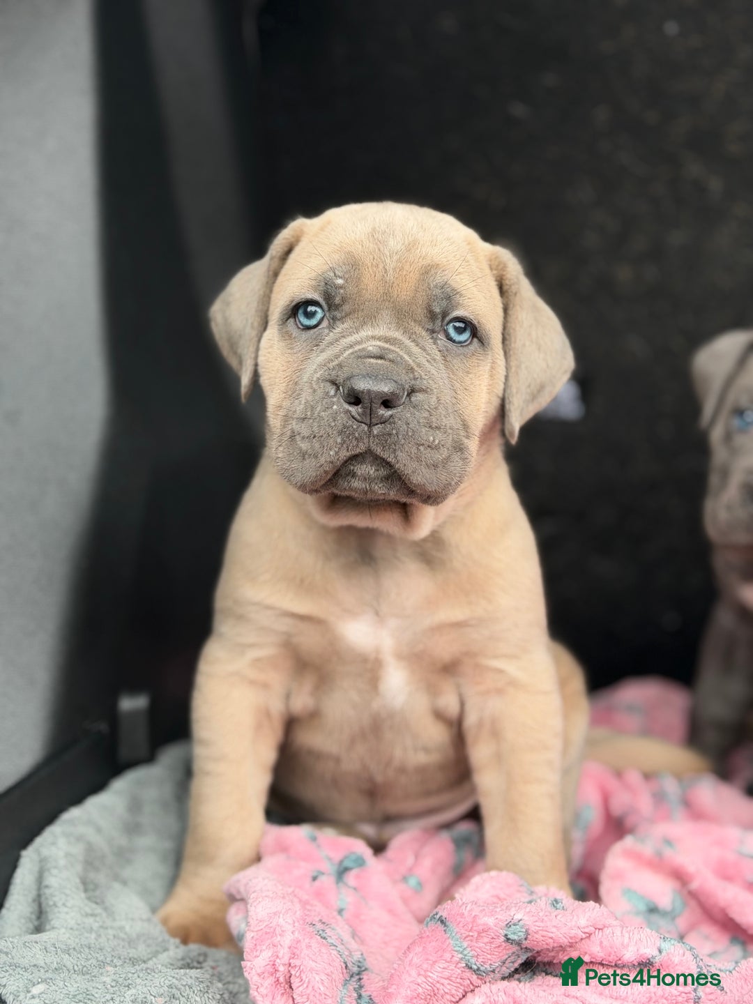 Cane Corso dogs for sale: ICCF Registered Cane Corsos  - Advert 1