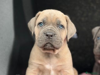 Cane Corso dogs ICCF Registered Cane Corsos - Advert 6