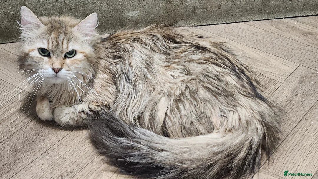 Siberian cats for sale: Pure Siberian kittens for sale - Advert 2