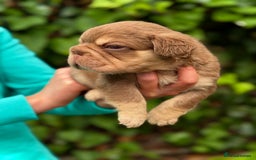 French Bulldog dogs for sale: Visual Fluffy 🧶 New Shade Frenchies 💎  - Image 9