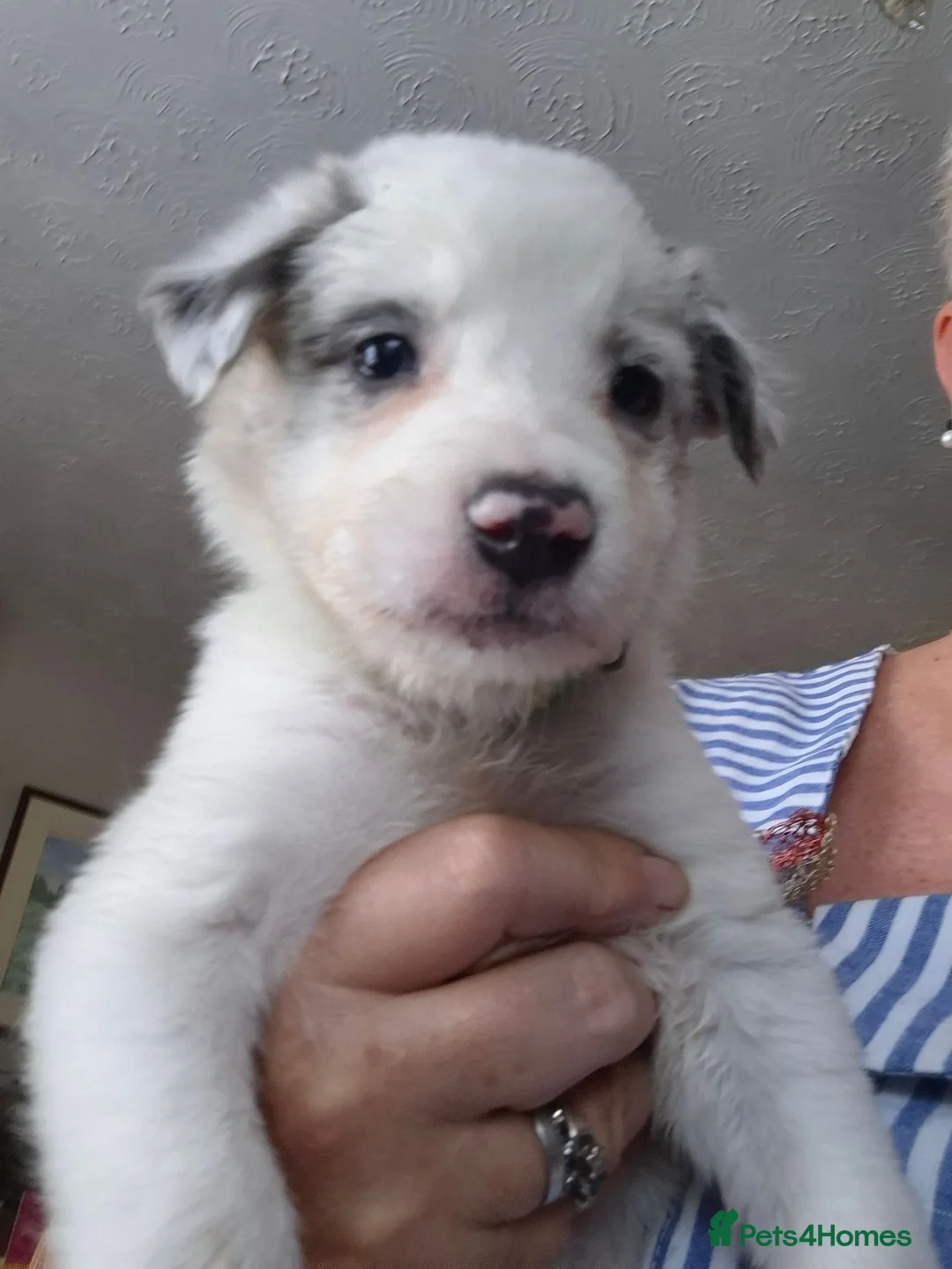 Border Collie dogs for sale: Border collie puppies  in Derby - Advert 2