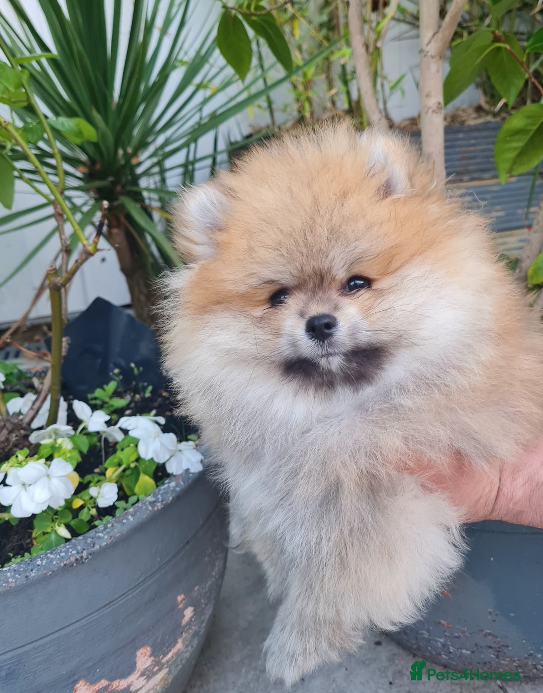 Pomeranian dogs for sale: Stunning Teddy purebreed Russian/Ukrainian poms in Basildon - Image 18