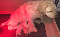 Labrador Retriever dogs for sale: Chunky Labrador Puppys Ready Now!! - Advert 8