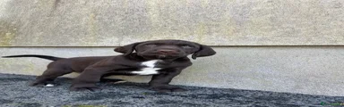 Springador Puppy 1