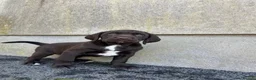 Springador dogs for sale: Beautiful Springador Puppies in Carmarthen - Advert 9