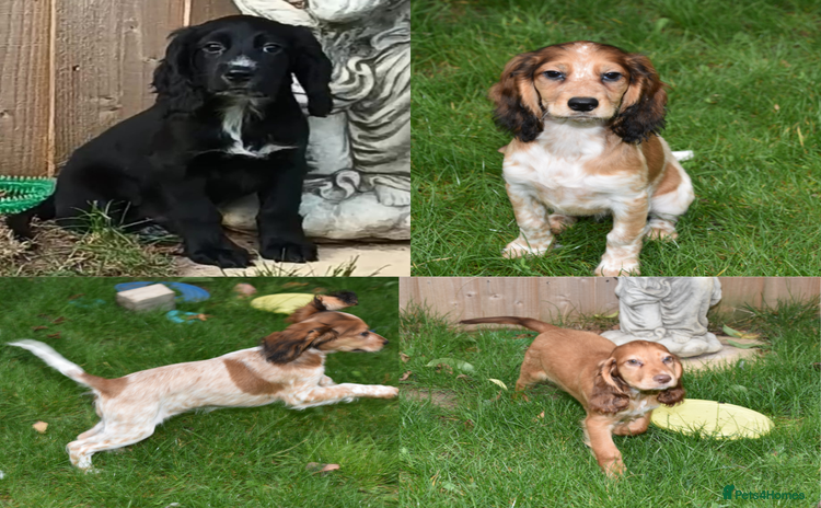 Cocker Spaniel dogs - Advert 2