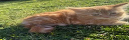 Mixed Breed cats for sale: Kittens for sale in Harlow - Advert 4