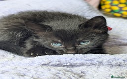 Mixed Breed cats for sale: Gorgeous kittens ready July 23rd - Image 28