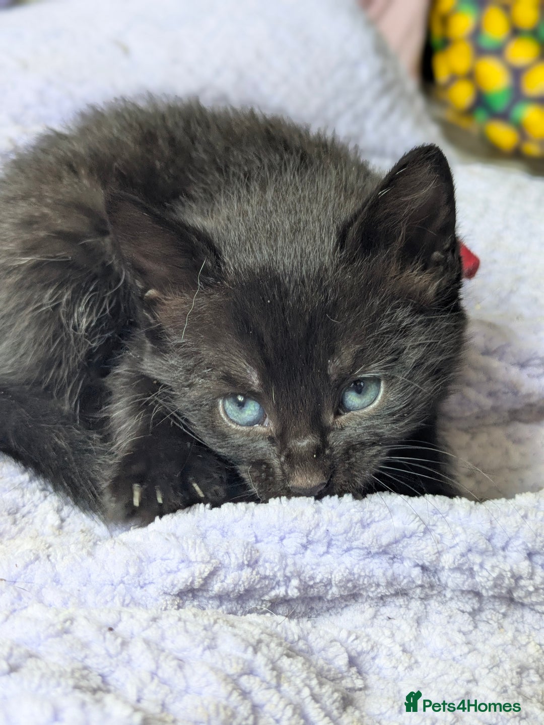 Mixed Breed cats for sale: Gorgeous kittens ready July 23rd - Image 28