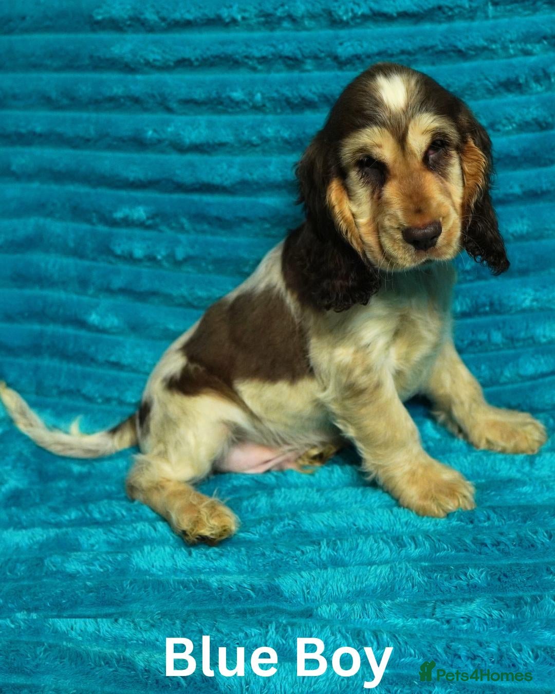Cocker Spaniel dogs Quality, Show Type, Cocker Spaniel Puppies - Advert 2