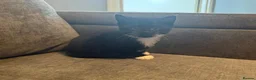 Mixed Breed cats for sale: Long hair kittens - Advert 2