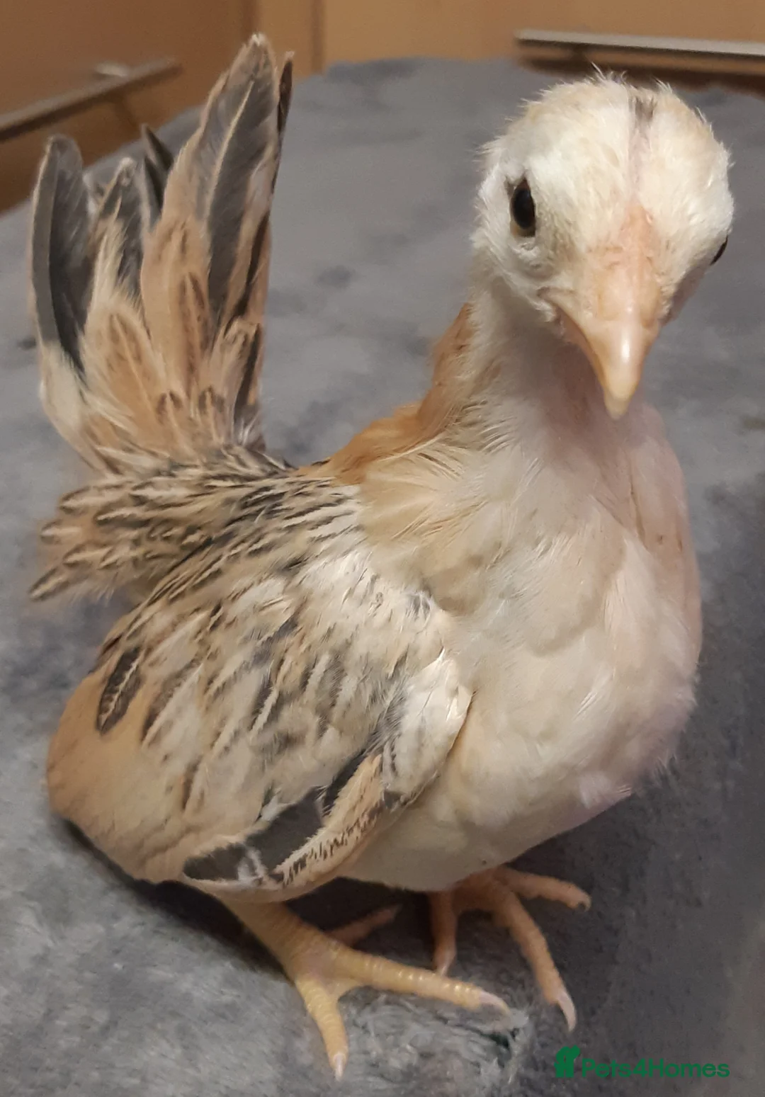 Chickens poultry for sale: Serama Bantams  - Advert 6