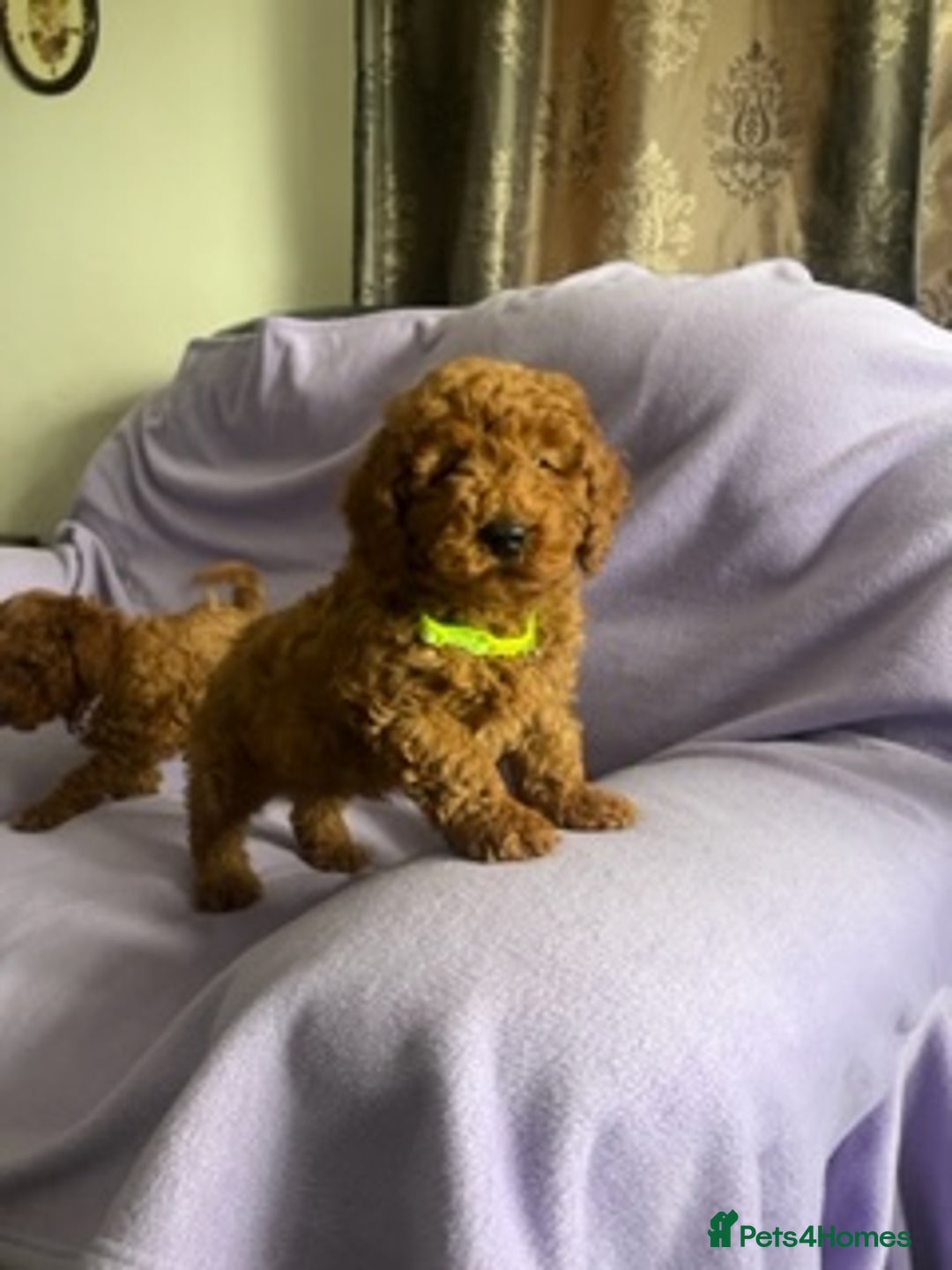 Toy Poodle dogs for sale: 4 red toy poodle pups  - Advert 5