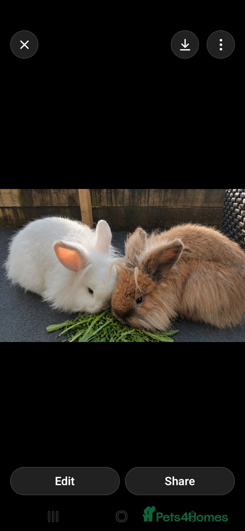 Mini Lion Lop rabbits Lovely Mini Lion Lop Brothers – Bonded Pair - Advert 2