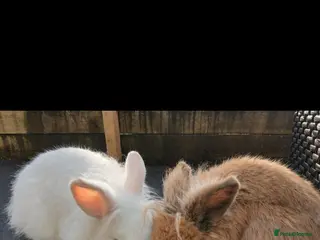 Mini Lion Lop rabbits Lovely Mini Lion Lop Brothers – Bonded Pair - Advert 2