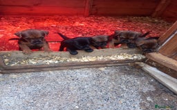Mixed Breed dogs for sale: Patterdale x border terrier  - Image 1