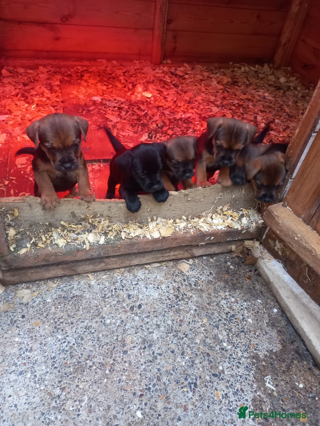 Mixed Breed dogs for sale: Patterdale x border terrier  - Image 1