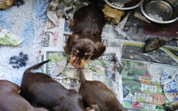 Miniature Dachshund dogs for sale: 4 beautiful wire haired daschunds  - Image 2