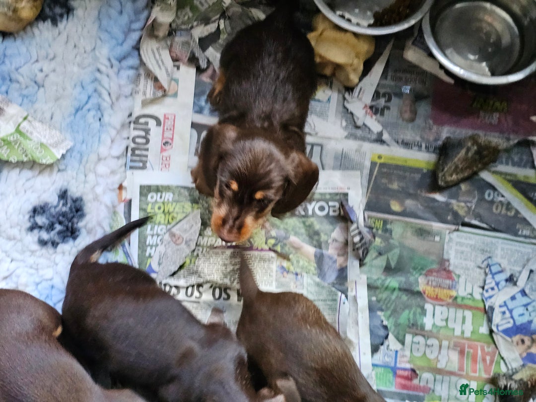Miniature Dachshund dogs for sale: 4 beautiful wire haired daschunds  - Image 2