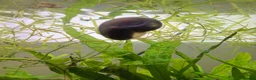 Snails fish for sale: Ramshorn snails in Crawley - Advert 2