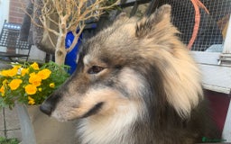 Mixed Breed dogs for stud: HuskyXMalamute - Not for sale Stud only  - Image 5