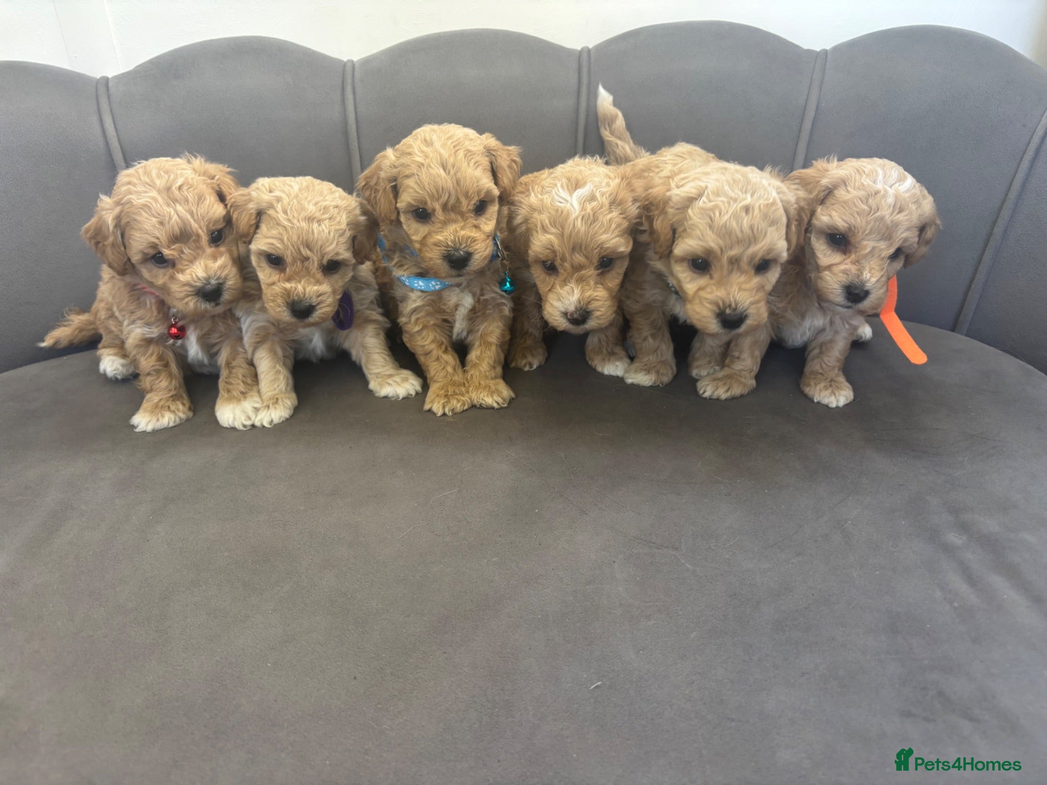 Poochon dogs Stunning Poochon Pups - Advert 2