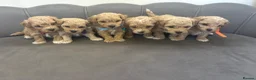 Poochon dogs for sale: Stunning Poochon Pups - Advert 2