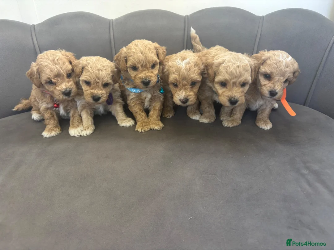 Poochon dogs for sale: Stunning Poochon Pups - Advert 2