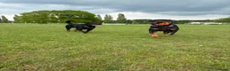 Rottweiler dogs for sale: 1 Female Rottweiler Puppy Available  - Advert 5
