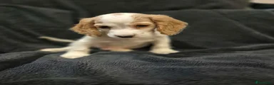 Cocker Spaniel 1