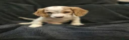 Cocker Spaniel dogs for sale: KC Health Clear Cocker Spaniels Puppies-Ready Now - Advert 11