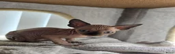 Sphynx cats for sale: LAST BOY💕READY 🩵SPHYNX KITTEN🩵 TESTED - Advert 12