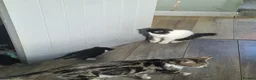 Mixed Breed cats for sale: Male kittens for sale in Normanton - Advert 12
