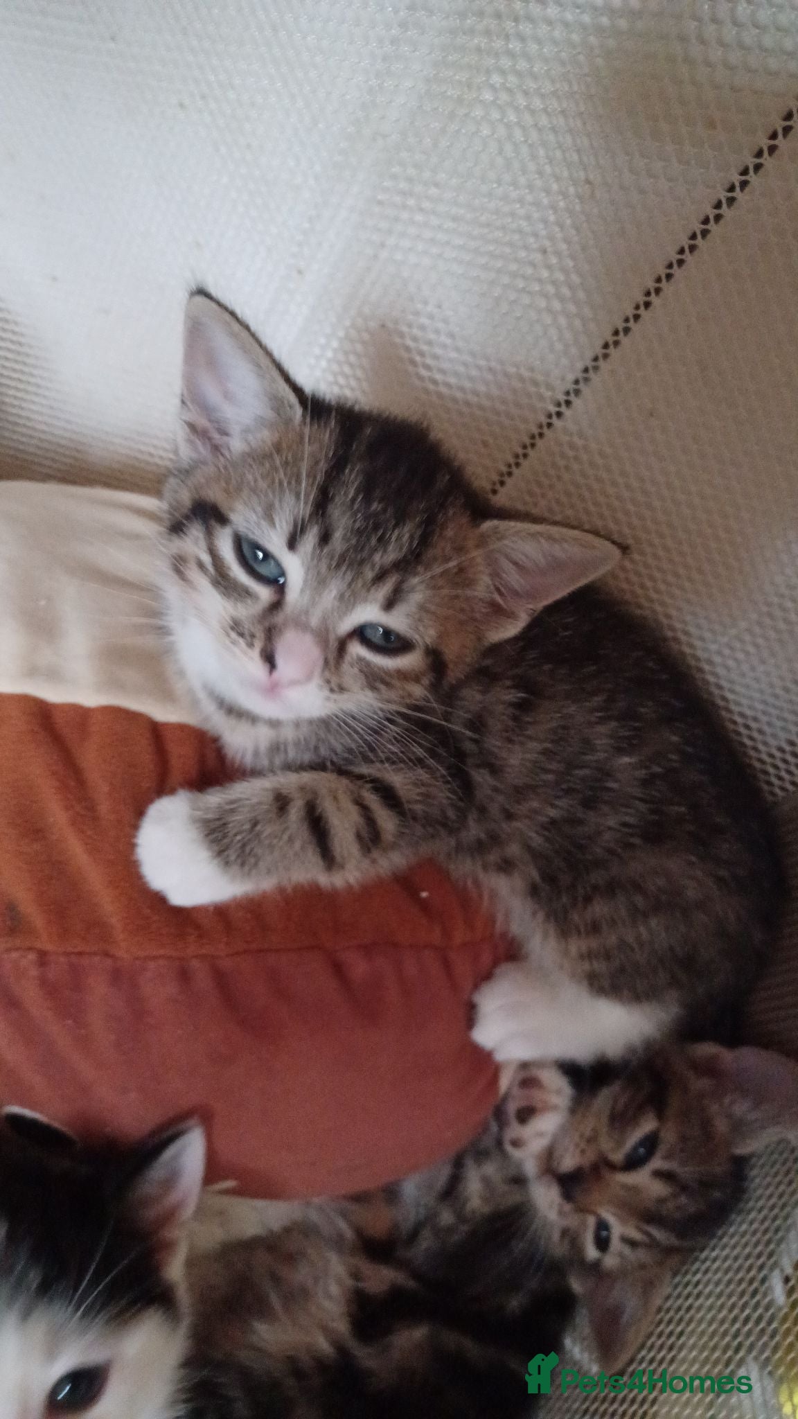 Mixed Breed cats 5 kittys  - Advert 5