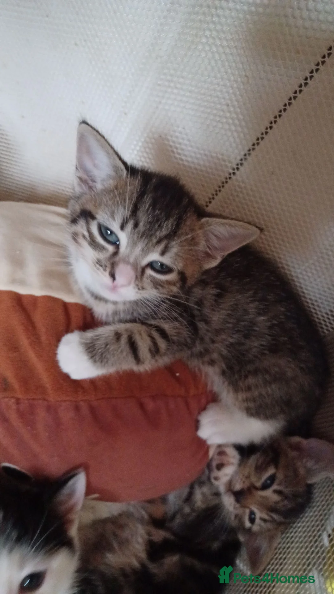 Mixed Breed cats for sale: 5 kittys  - Advert 1
