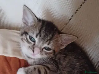 Mixed Breed cats 5 kittys - Advert 5