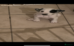 Mixed Breed dogs for sale:  Dalmaspoodles! Dalmation X springer/poodle pups - Image 35