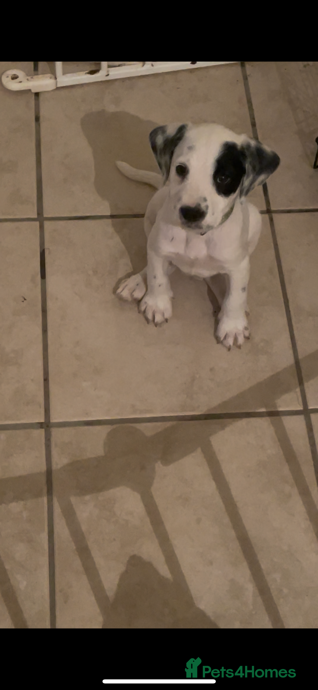 Mixed Breed dogs for sale:  Dalmaspoodles! Dalmation X springer/poodle pups - Image 35